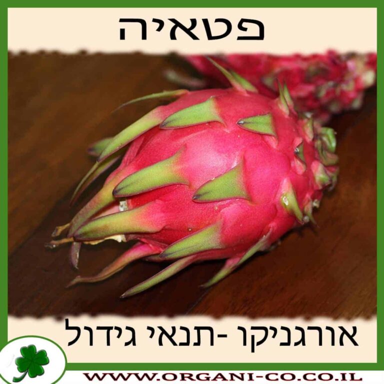 פיטאיה – פטאיה פטאיה - תנאי גידול