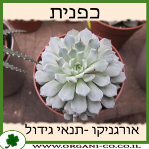 כפנית גידול צמח