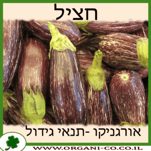 חציל גידול צמח