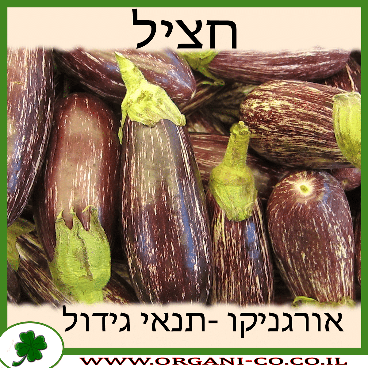 חציל גידול צמח