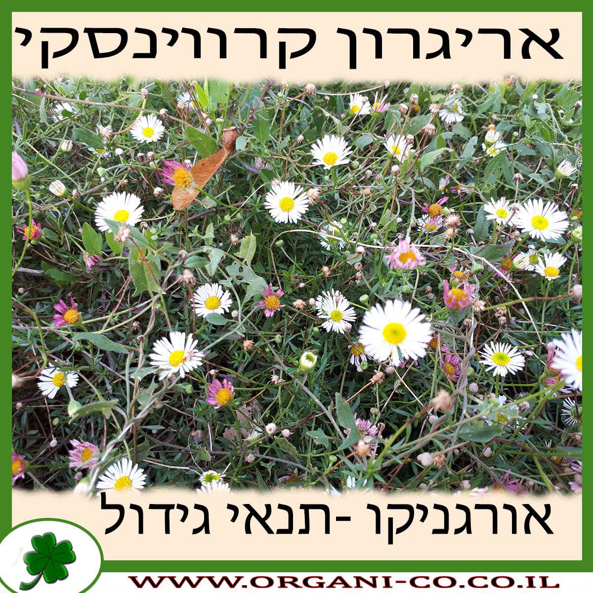 אריגרון קרווינסקי גידול צמח