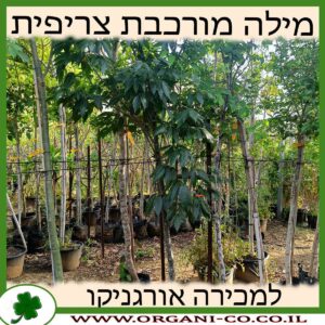 מילה מורכבת צריפית למכירה - מחיר