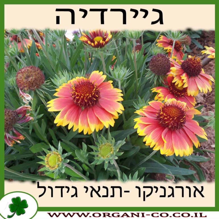 גיירדיה גיירדיה גידול צמח