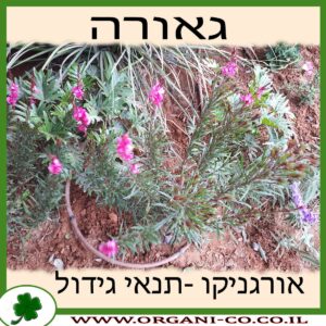 גאורה גידול צמח