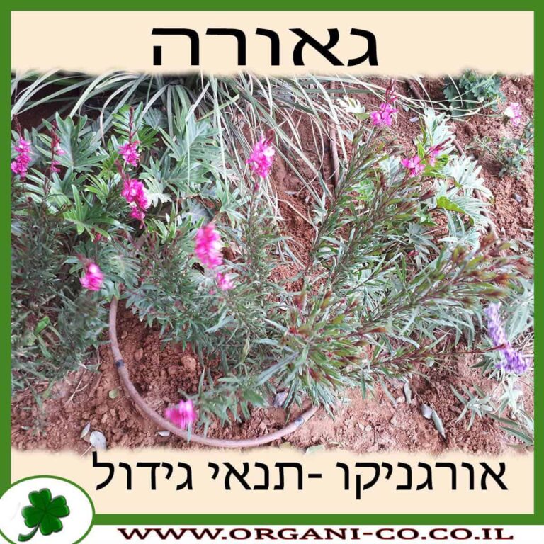 גאורה גאורה גידול צמח