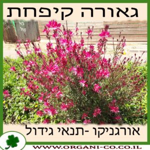 גאורה קיפחת גידול צמח