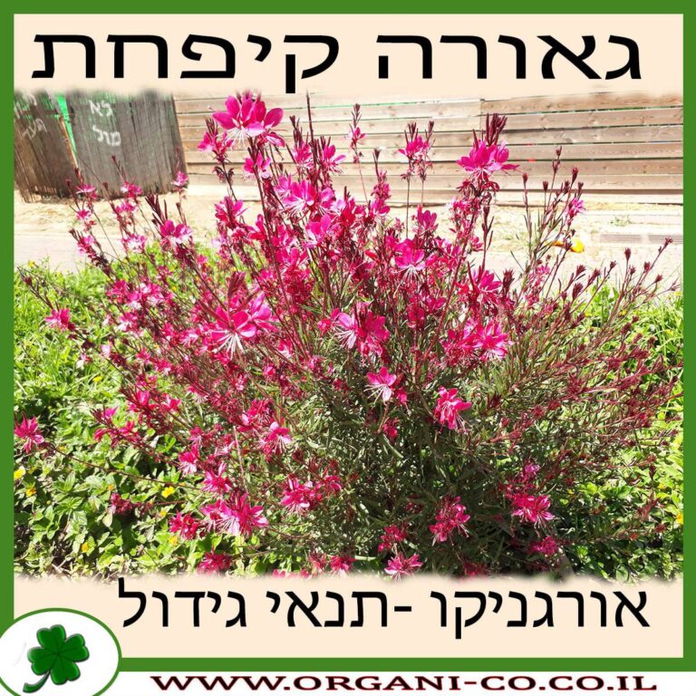 גאורה קיפחת גאורה קיפחת גידול צמח