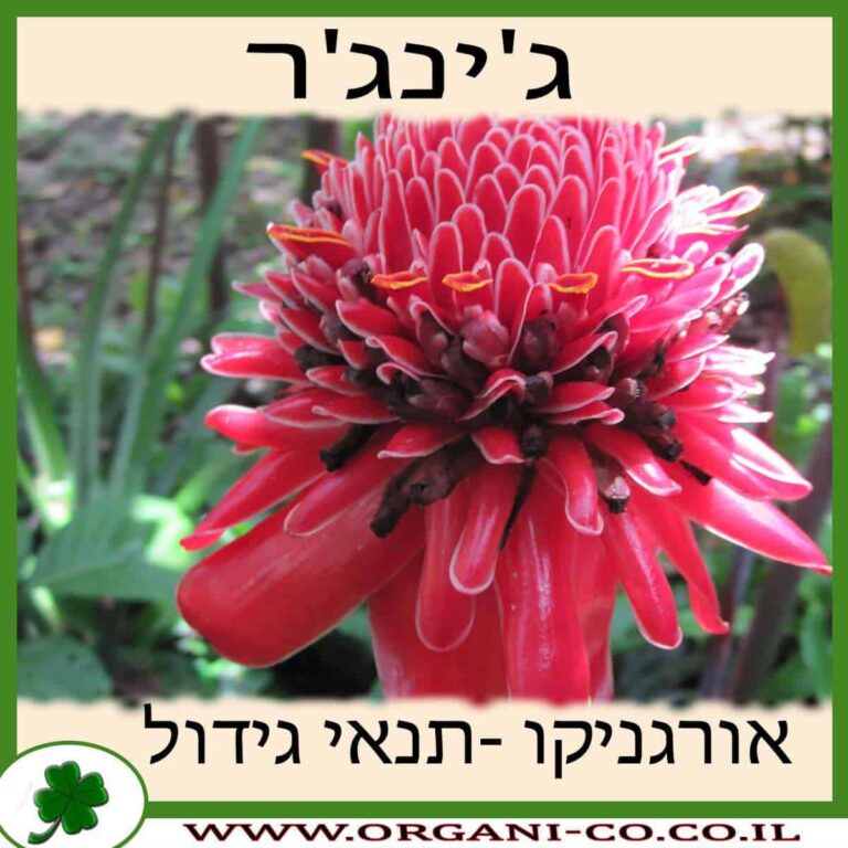 ג’ינג’ר צמח ג'ינג'ר גידול צמח