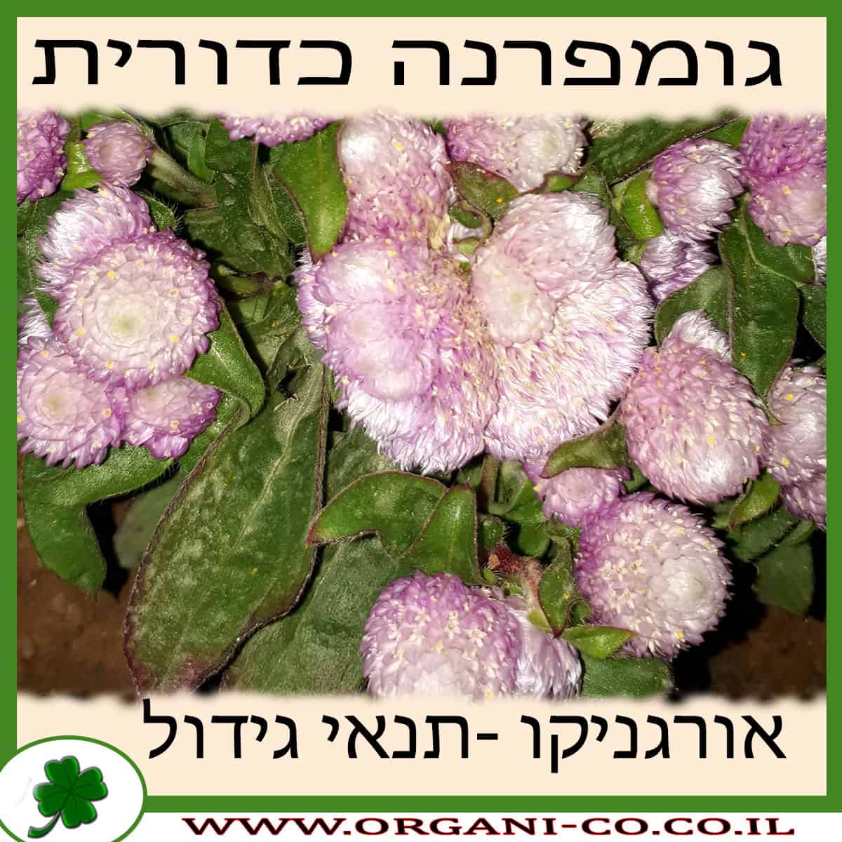 גומפרנה כדורית גידול צמח