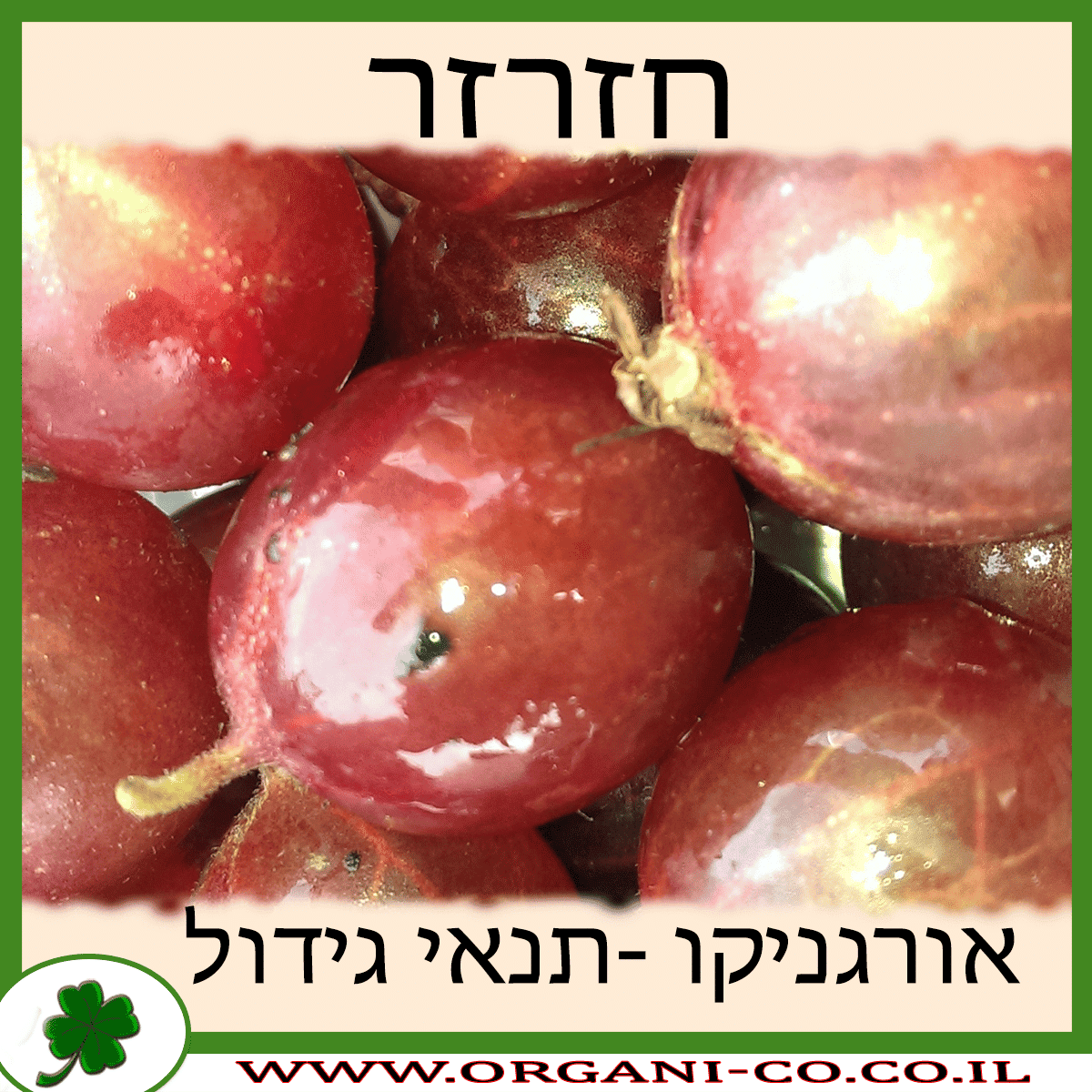 חזרזר גידול צמח