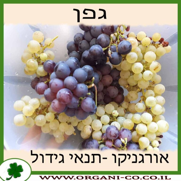 גפן גפן - ענבים - תנאי גידל