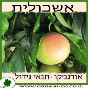 אשכולית גידול צמח