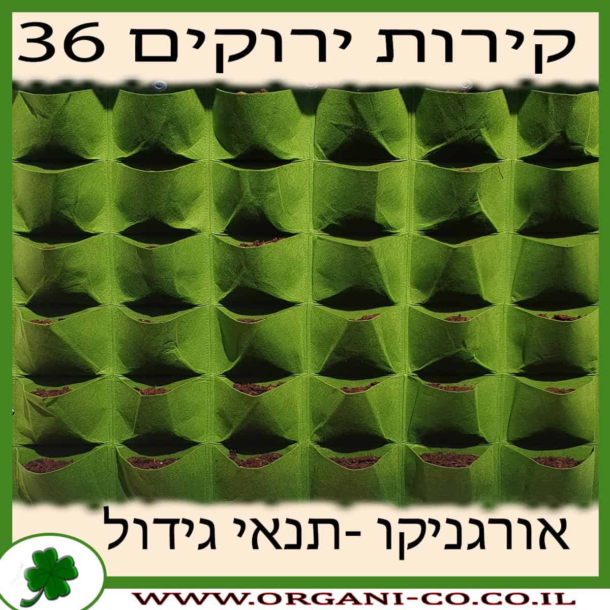 קיר ירוק 36