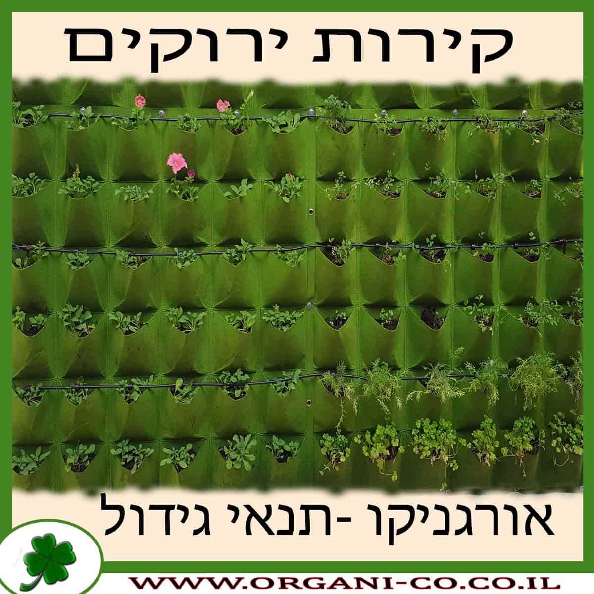 קירות ירוקים