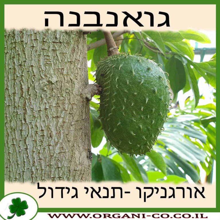 גואנבנה גואנבנה גידול צמח
