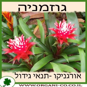 גוזמניה גידול צמח