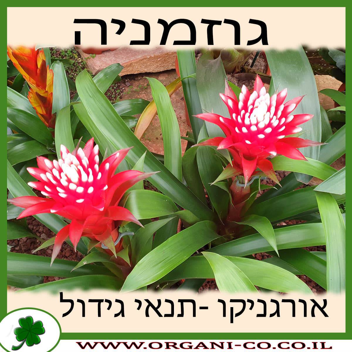 גוזמניה גידול צמח
