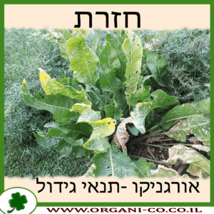 חזרת גידול צמח