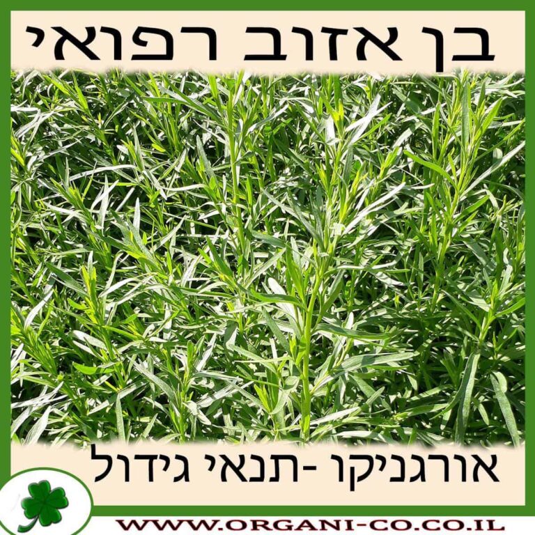 בן אזוב רפואי בן אזוב רפואי גידול צמח