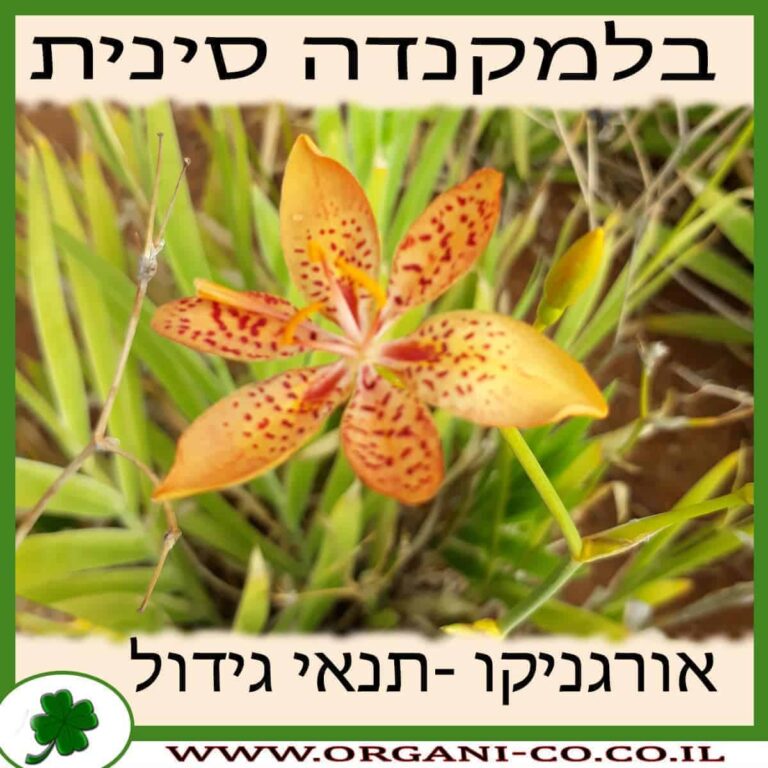 בלמקנדה סינית בלמקנדה סינית גידול צמח