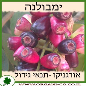 ימבולנה גידול צמח