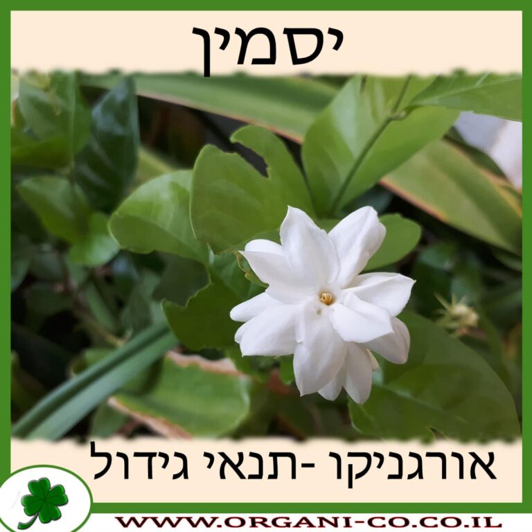 יסמין יסמין גידול צמח
