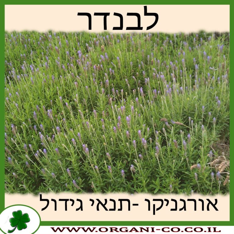 לבנדר צמח לבנדר גידול צמח