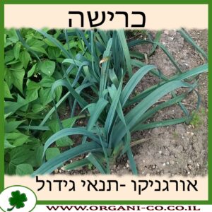 כרישה גידול צמח