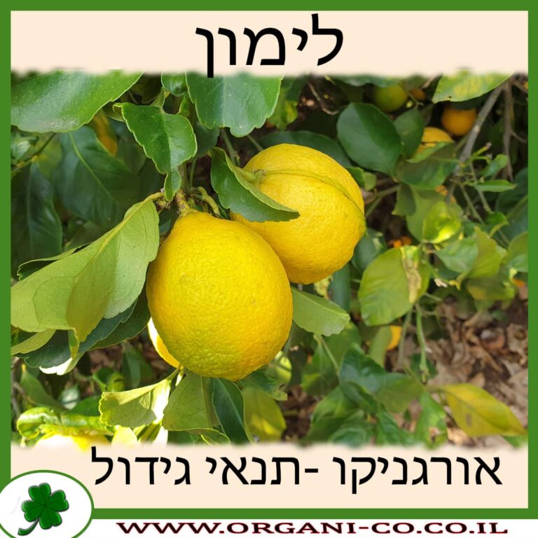 לימון עץ לימון גידול צמח