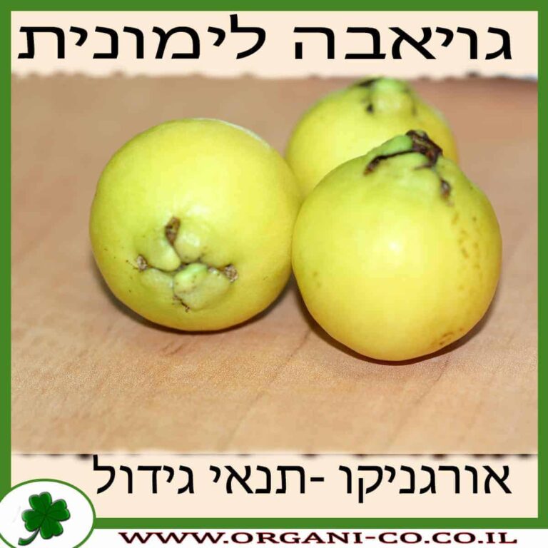 גויאבה לימונית גויאבה לימונית גידול צמח
