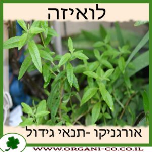 לואיזה גידול צמח