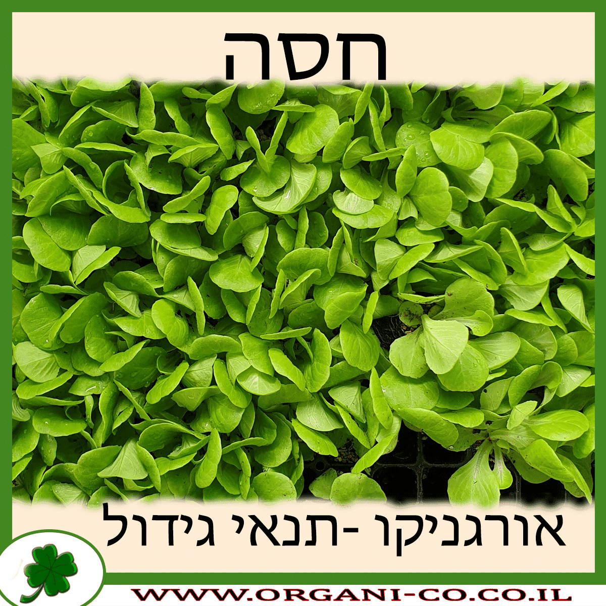חסה גידול צמח