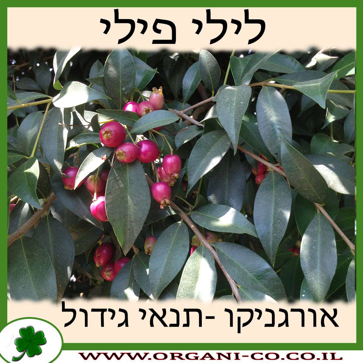 לילי פילי גידול צמח