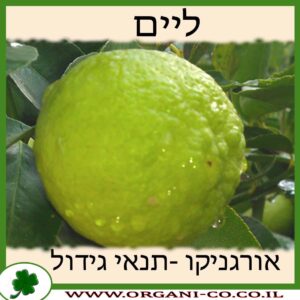 ליים גידול צמח