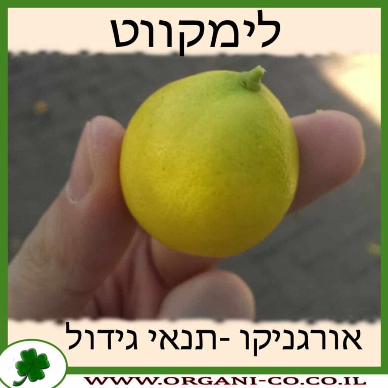 לימקווט לימקווט גידול צמח