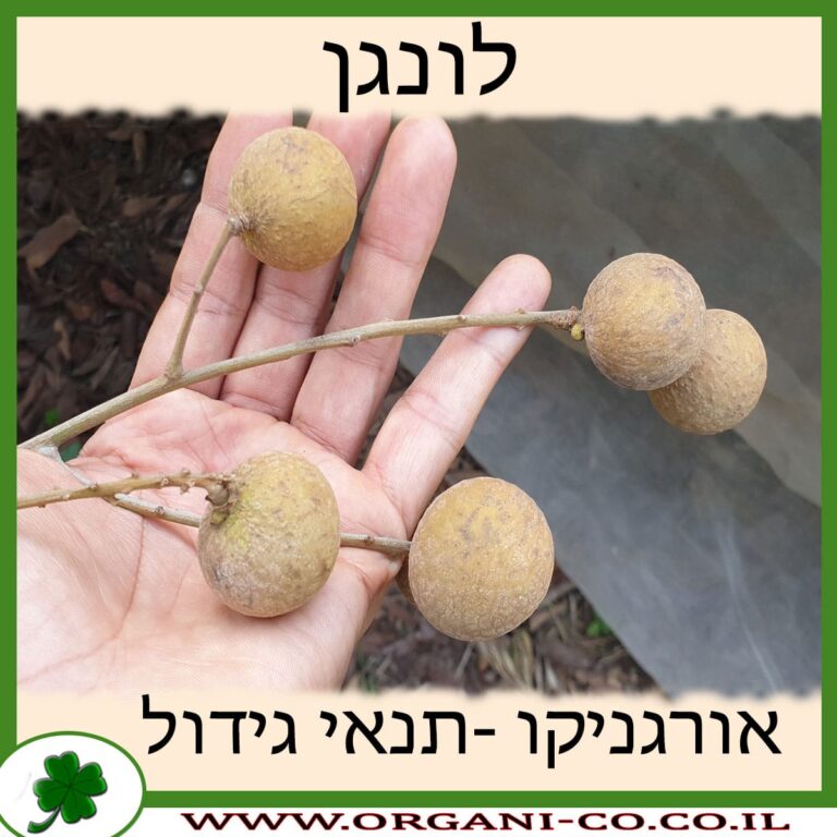 לונגן לונגן גידול צמח