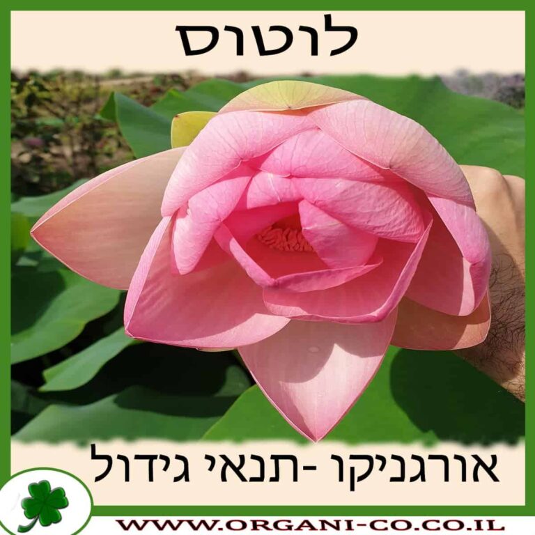 לוטוס לוטוס צמח - תנאי גידול