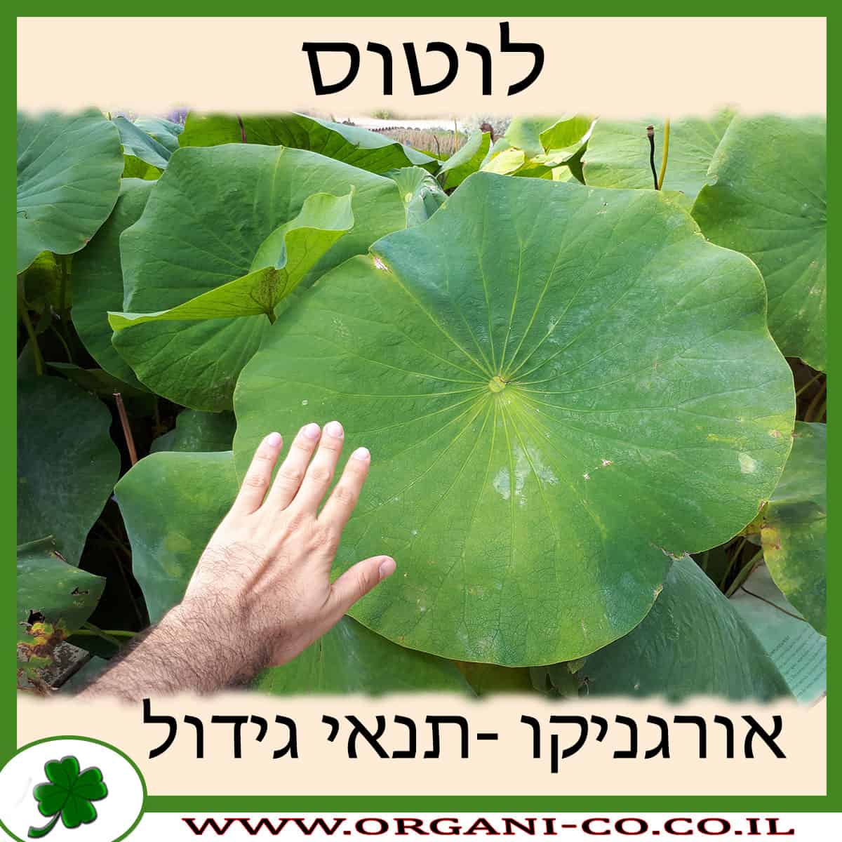 לוטוס גידול צמח
