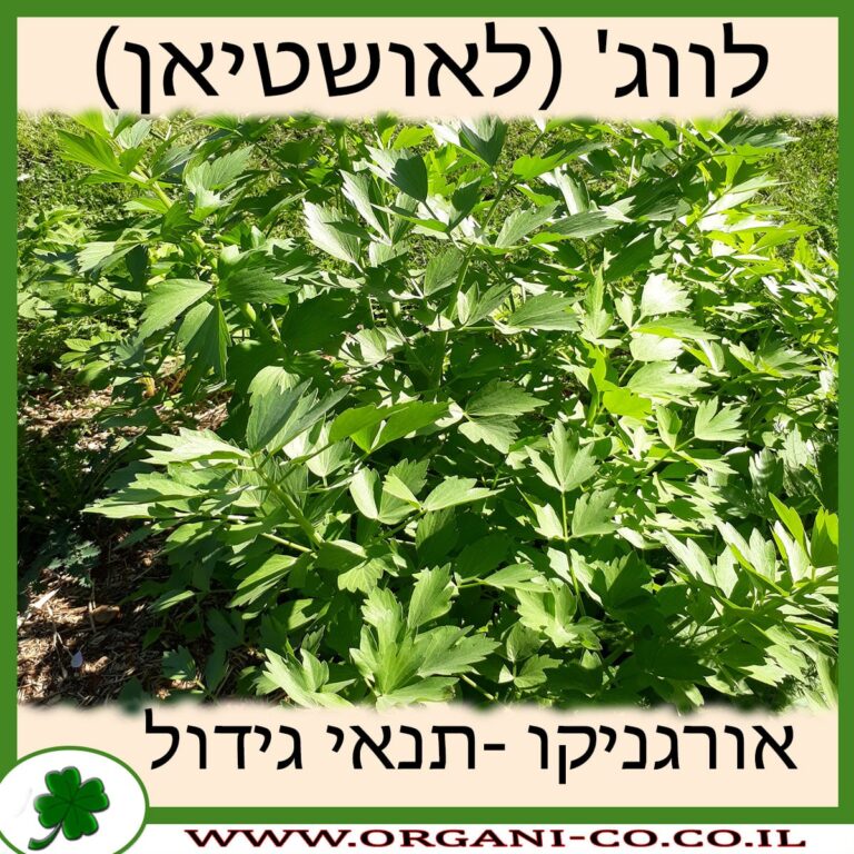 לווג' (לאושטיאן) לווג' (לאושטיאן) גידול צמח