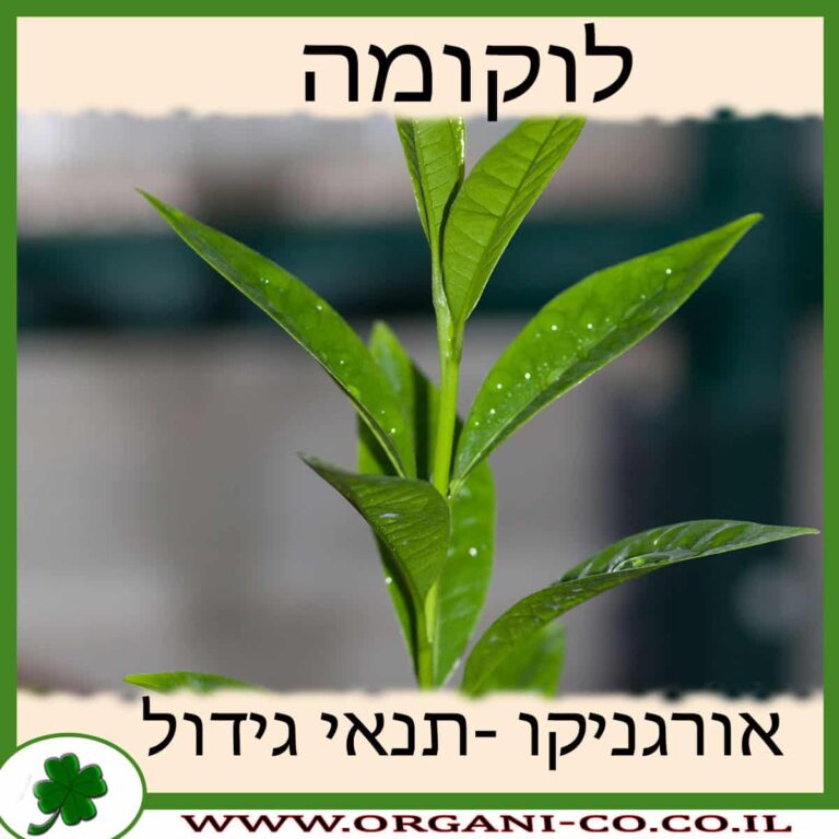 לוקומה גידול צמח