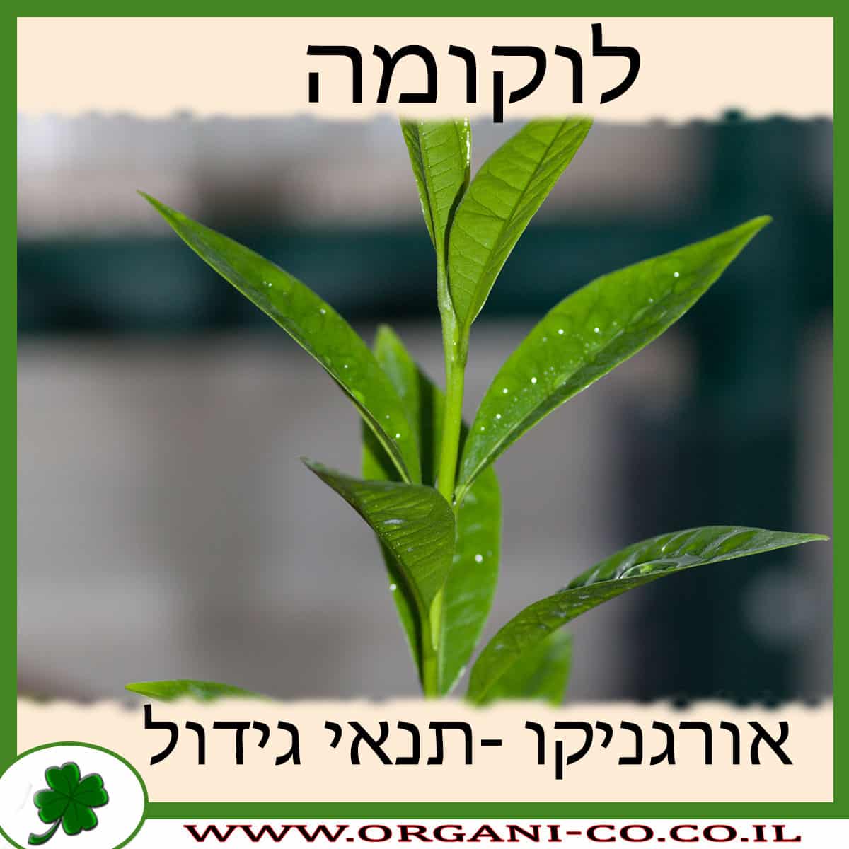 לוקומה גידול צמח