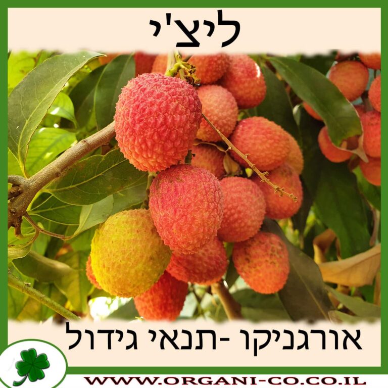 ליצ'י עץ ליצ'י גידול צמח