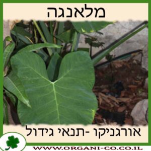 מלאנגה גידול צמח