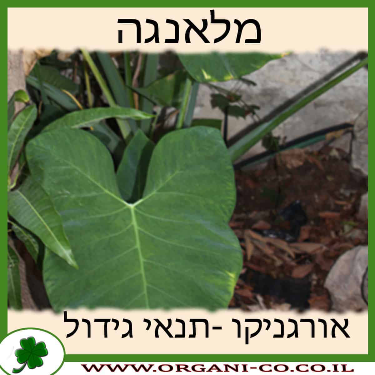 מלאנגה גידול צמח