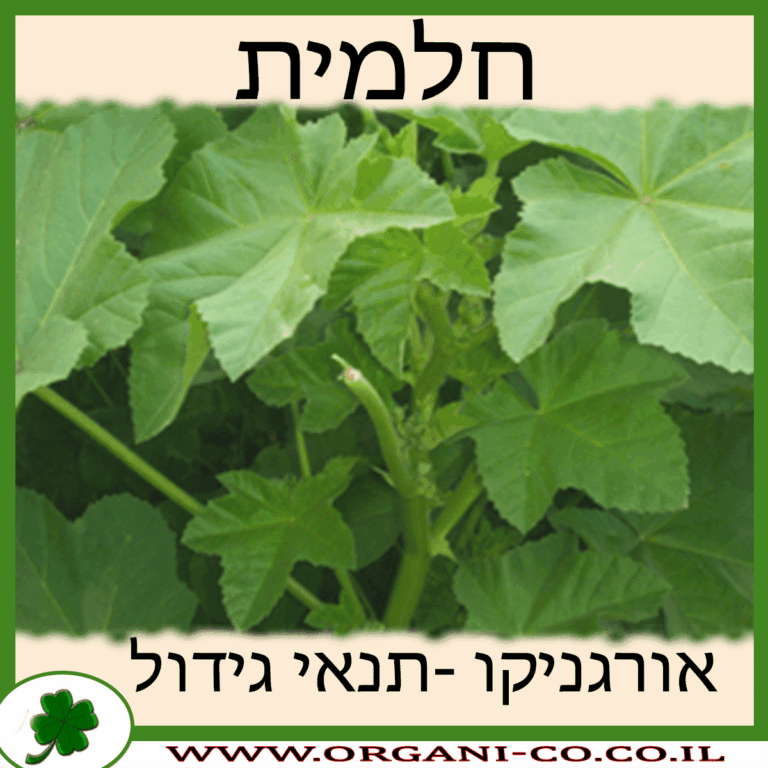 חלמית חלמית גידול צמח