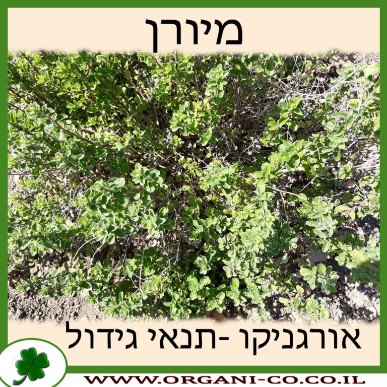 מיורן מיורן גידול צמח