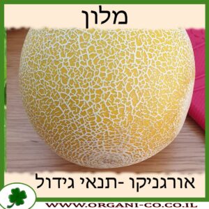 מלון גידול צמח