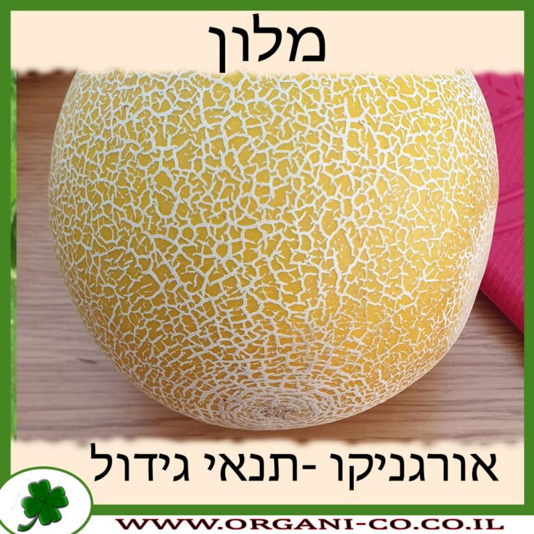 מלון צמח מלון גידול צמח