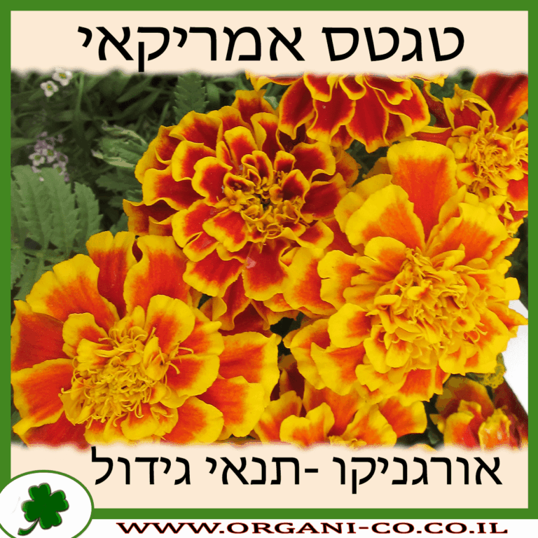 טגטס אמריקאי טגטס אמריקאי גידול צמח