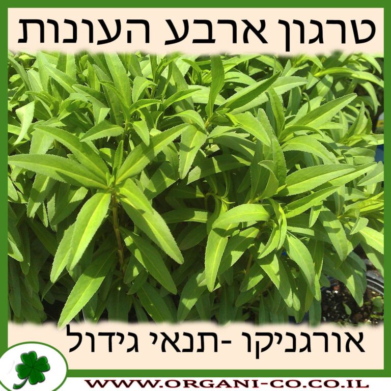 טרגון ארבע העונות טרגון ארבע העונות גידול צמח